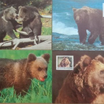 World Wide Fund For Nature Brown Bear  Set of 4 (Maxim Card)