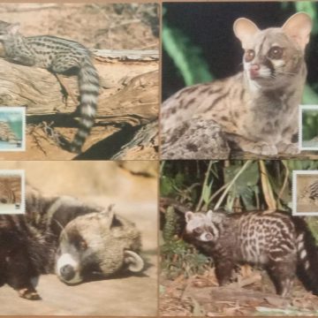 World Wide Fund For Nature  African Civet Set of 4 (Maxim Card)