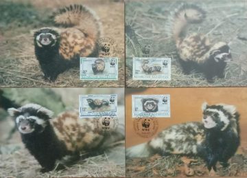 World Wide Fund For Nature Marbled Polecat Set of 4 (Maxim Card)