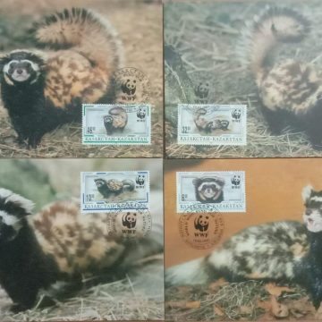 World Wide Fund For Nature Marbled Polecat Set of 4 (Maxim Card)
