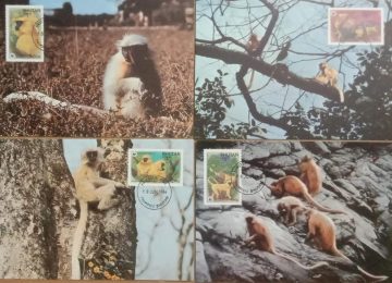 World Wide Fund For Nature Giant Armadillo Set of 4 (Maxim Card)