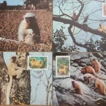 World Wide Fund For Nature Giant Armadillo  Set of 4 (Maxim Card)