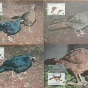 World Wide Fund For Nature  Highland Guan Set of 4 (Maxim Card)