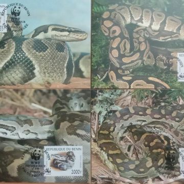 World Wide Fund For Nature African Rock Python  Set of 4 (Maxim Card)
