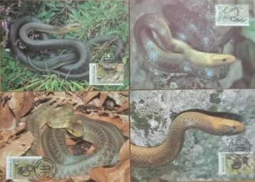 World Wide Fund For Nature Aesculapian Snake  Set of 4 (Maxim Card)