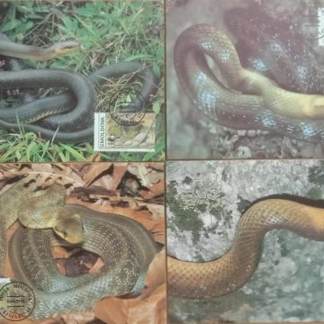 World Wide Fund For Nature Aesculapian Snake  Set of 4 (Maxim Card)