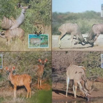 World Wide Fund For Nature  Greater Kudu Set of 4 (Maxim Card)