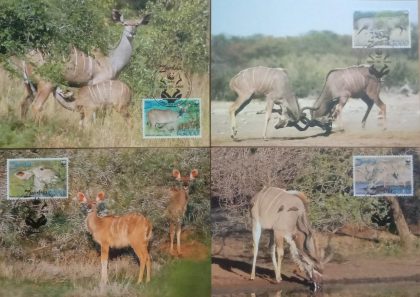 World Wide Fund For Nature  Greater Kudu Set of 4 (Maxim Card) | Indian Postage Stamps | Indian Coins | Old Indian Currency | Rare Indian Coins | Numismatic Collection India