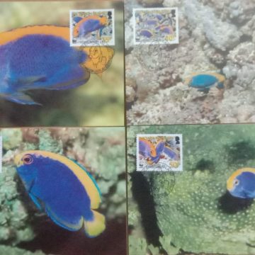 World Wide Fund For Nature Resplendent Angelfish   Set of 4 (Maxim Card)