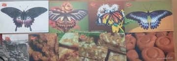 IKSHUPEX 2025 Set of 9 POSTCARDS- BELAGAVI SWEETS-BUTTERFLIES-GOKAK FALLS