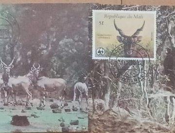 WWF -Western Giant Eland-Republique Mali Set of 4 Maximum cards