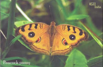 Peacock pansy Maxi Cards