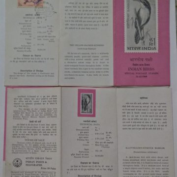 Indian Birds - Blue Magpie. Bird, Red-Billed Blue Magpie, Urocissa erythrorhyncha  (SBR)