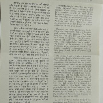 Great Indian Bustards (SBR)