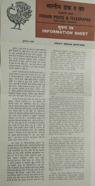 Great Indian Bustards (SBR)