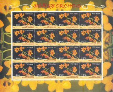 Dendrobium gibsonii Orchids (Sheetlets)