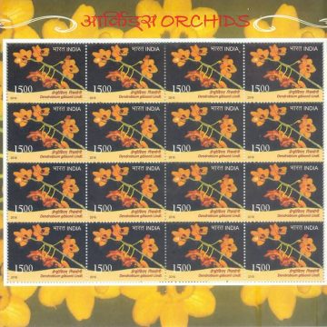 Dendrobium gibsonii Orchids (Sheetlets)