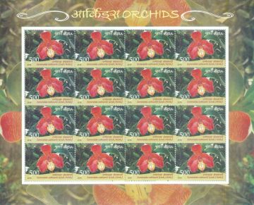 Emeralda cathcartii Orchids (Sheetlets)