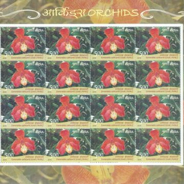 Emeralda cathcartii Orchids (Sheetlets)