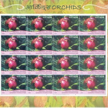 Cypripedium himalaicum Orchids (Sheetlets)