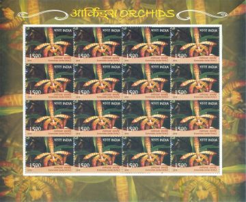 Emeralda clarkei Orchids (Sheetlets)