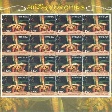 Emeralda clarkei Orchids (Sheetlets)