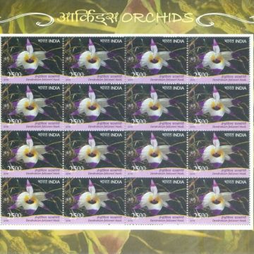 Dendrobium falconeri Orchids (Sheetlets)