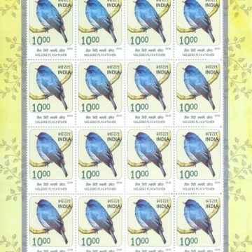 Nilgiri Flycatcher Birds : Near Threatned (Sheetlets)