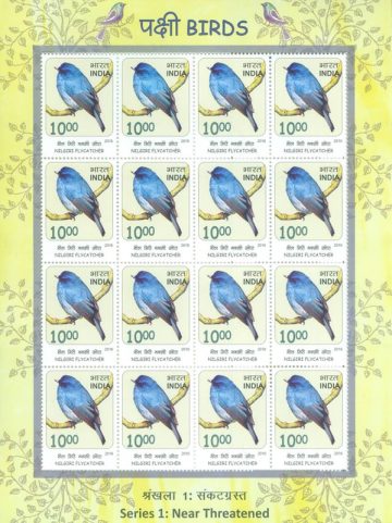 Nilgiri Flycatcher Birds : Near Threatned (Sheetlets)