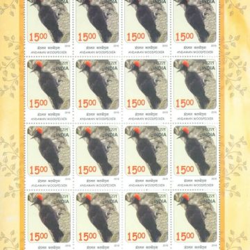 Andaman Woodpecker Birds : Near Threatned (Sheetlets)