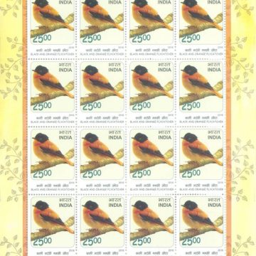 Black & Orange Flycatcher Birds : Near Threatned (Sheetlets)