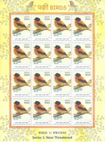 Black & Orange Flycatcher Birds : Near Threatned (Sheetlets)