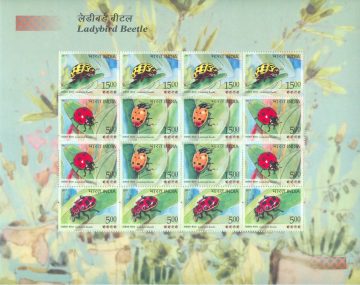 Ladybird Beetle (Sheetlets)