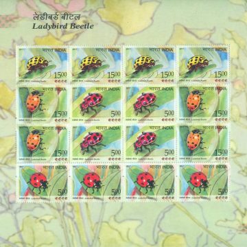 Ladybird Beetle (Sheetlets)