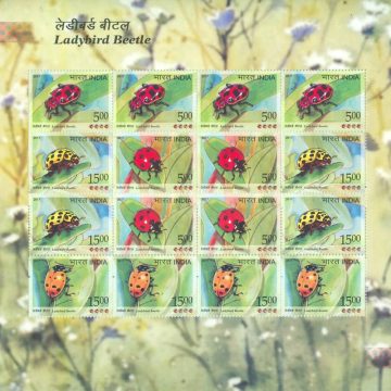 Ladybird Beetle (Sheetlets)