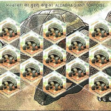 Aldabra Giant Tortoise (Sheetlets)