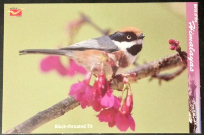 Bird of Himalayas-Black throated Tit Maxi Cards | Indian Postage Stamps | Indian Coins | Old Indian Currency | Rare Indian Coins | Numismatic Collection India