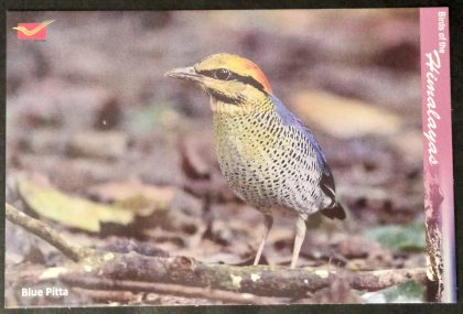 Bird of Himalayas-Blue Pitta Maxi Cards | Indian Postage Stamps | Indian Coins | Old Indian Currency | Rare Indian Coins | Numismatic Collection India