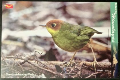 Bird of Himalayas-Chestnut headed Tesia Maxi Cards | Indian Postage Stamps | Indian Coins | Old Indian Currency | Rare Indian Coins | Numismatic Collection India