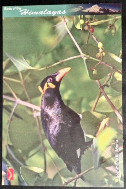 Bird of Himalayas-Common Hill Myna Maxi Cards | Indian Postage Stamps | Indian Coins | Old Indian Currency | Rare Indian Coins | Numismatic Collection India