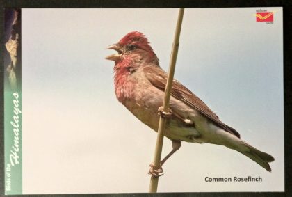 Bird of Himalayas-Common Rosefinch Maxi Cards | Indian Postage Stamps | Indian Coins | Old Indian Currency | Rare Indian Coins | Numismatic Collection India