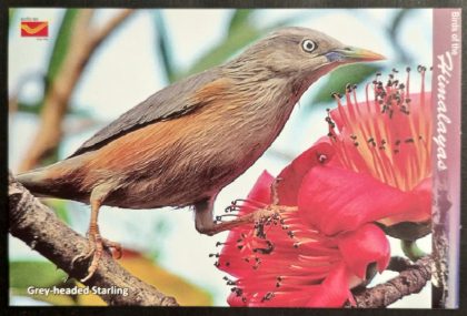 Bird of Himalayas-Grey-headed Starling Maxi Cards | Indian Postage Stamps | Indian Coins | Old Indian Currency | Rare Indian Coins | Numismatic Collection India