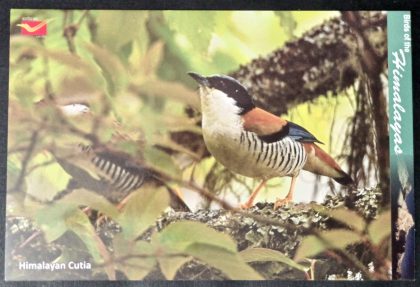 Bird of Himalayas-Himalayan Cutia Maxi Cards | Indian Postage Stamps | Indian Coins | Old Indian Currency | Rare Indian Coins | Numismatic Collection India