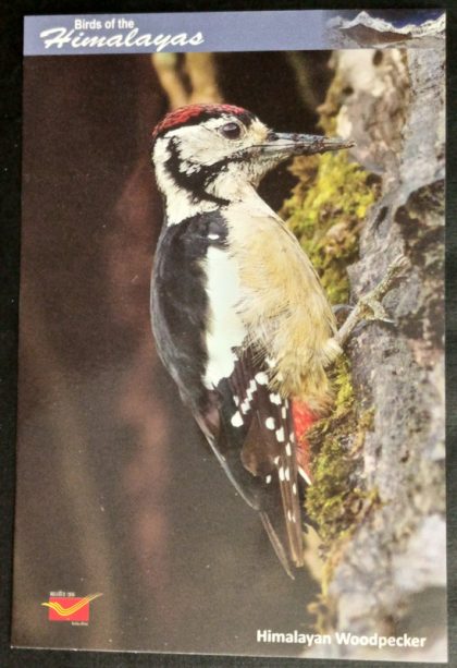 Bird of Himalayas-Himalayan Woodpecker Maxi Cards | Indian Postage Stamps | Indian Coins | Old Indian Currency | Rare Indian Coins | Numismatic Collection India