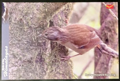 Bird of Himalayas-Hoary-throated Baewing Maxi Cards | Indian Postage Stamps | Indian Coins | Old Indian Currency | Rare Indian Coins | Numismatic Collection India