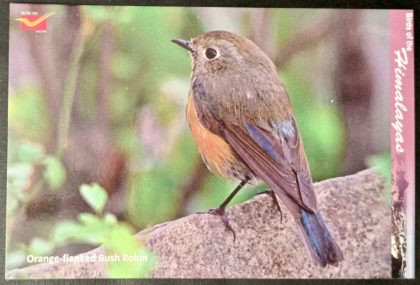 Bird of Himalayas-Orange-Flanked Bush Robin Maxi Cards | Indian Postage Stamps | Indian Coins | Old Indian Currency | Rare Indian Coins | Numismatic Collection India
