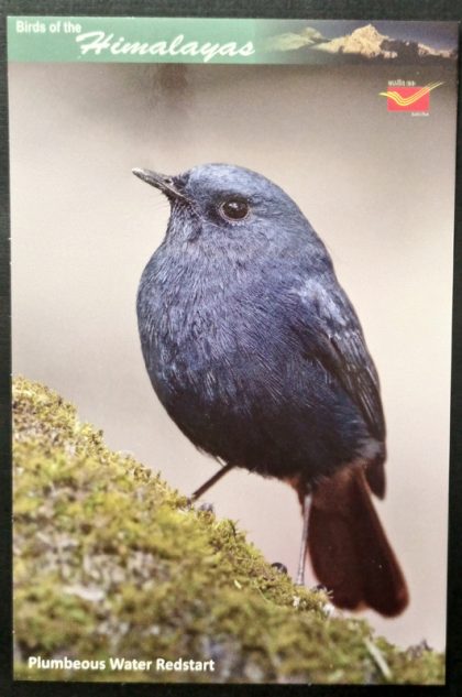 Bird of Himalayas-Plumbeous Water Redstart Maxi Cards | Indian Postage Stamps | Indian Coins | Old Indian Currency | Rare Indian Coins | Numismatic Collection India