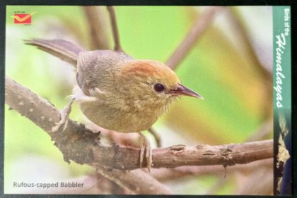 Bird of Himalayas-Rufous capped Babbler Maxi Cards | Indian Postage Stamps | Indian Coins | Old Indian Currency | Rare Indian Coins | Numismatic Collection India
