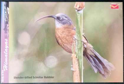 Bird of Himalayas-Slender-billed Scimitar Babbler Maxi Cards | Indian Postage Stamps | Indian Coins | Old Indian Currency | Rare Indian Coins | Numismatic Collection India