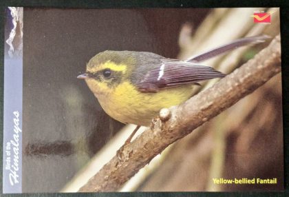 Bird of Himalayas-Yellow-bellied Fantail Maxi Cards | Indian Postage Stamps | Indian Coins | Old Indian Currency | Rare Indian Coins | Numismatic Collection India